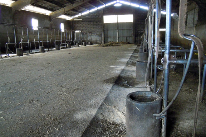 As vacas veñen durmir todos os días ao establo para que mamen os xatos