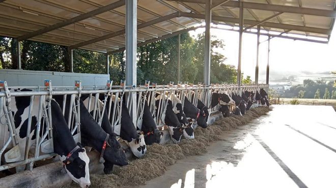 Nave para as vacas secas construída no 2018