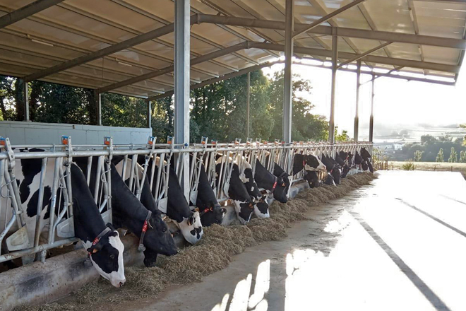 Nave para as vacas secas construída no 2018