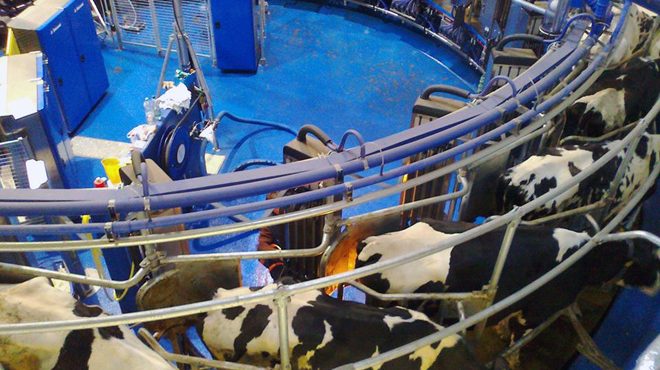 Sala de muxido xiratoria automática instalada nunha explotación que moxe 500 vacas