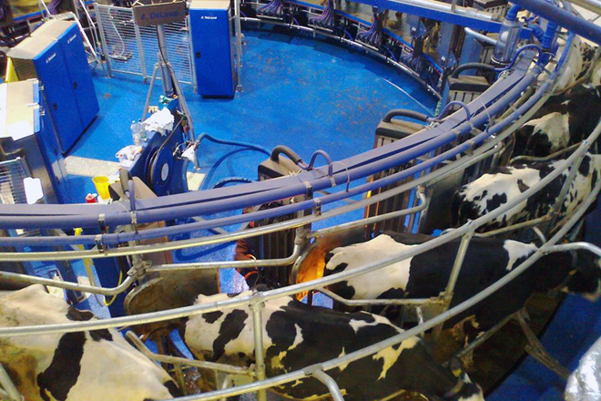 Sala de muxido xiratoria automática instalada nunha explotación que moxe 500 vacas
