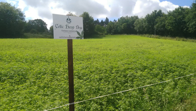 Plantación de cáñamo nunha finca en Silleda.