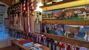 Premios-Ganderia-Schweighofer-Fleckvieh-