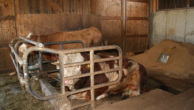 Semental-Fleckvie-Austria-Estiria-Ganderia-Schweighofer-