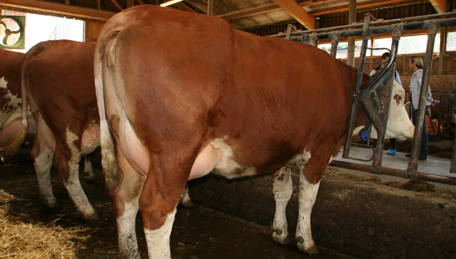 Vacas-campeonas--Fleckvieh-Austria-Ganderia-Schweighofer-