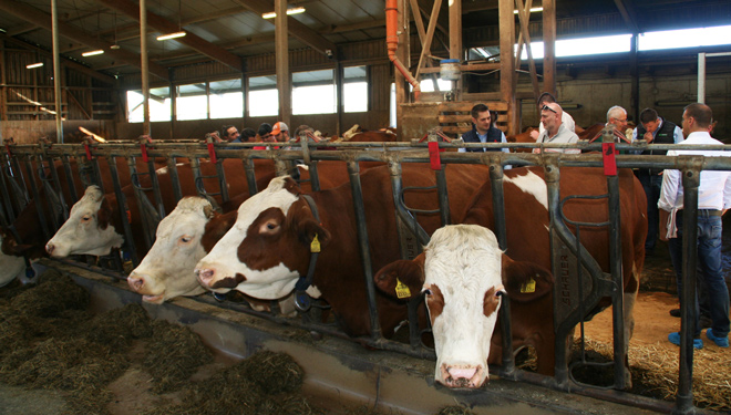 Vacas-campeonas-Fleckvieh-Schweighofer-