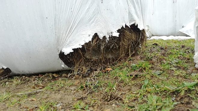 Danos producidos pola rata toupa en rolos de silo de herba