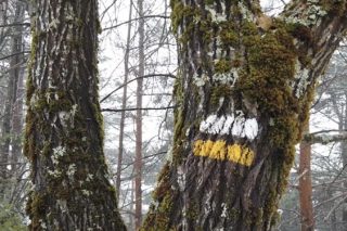Marca de un sendero en el bosque.