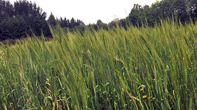 Finca plantada con trigo autóctono en Distriz (Vilalba)