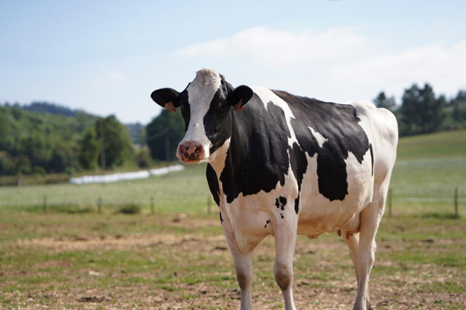 vaca pradeira