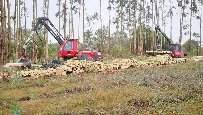 Procesadoras-no-monte-Maderas-Fernandez-Lalin-