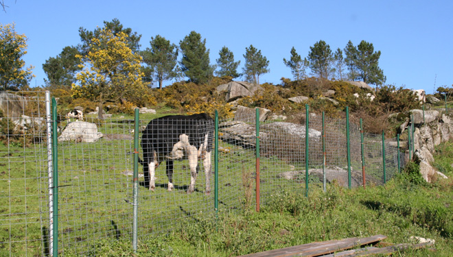 Recria-Agroxaqui-Rodeiro-