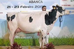 Rey 747 July High Octane, Vaca Gran Campiona Fefriga 2019