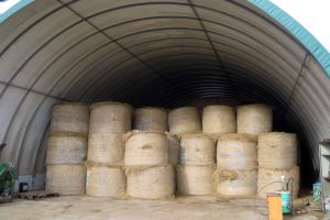 A ración das vacas secas e a das xovencas leva herba seca