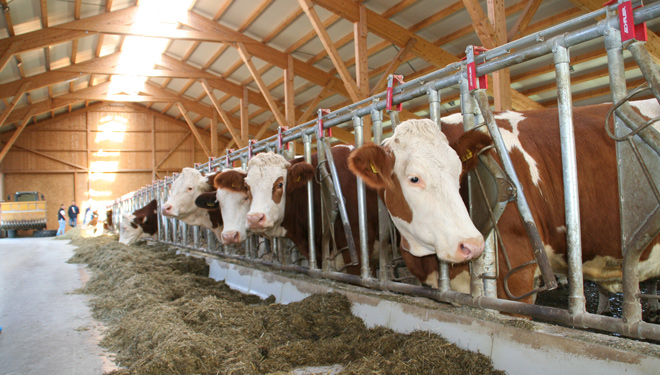 Vacas-Fleckvieh-Ganderia-Laschober-Austria-