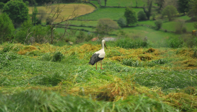ciguena-blanca-biodiversidad-pradeiras-