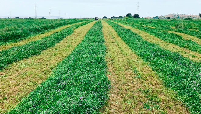 cosecha-alfalfa-Finca-Bizcarra-