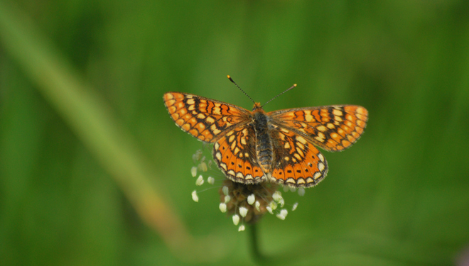 mariposas-biodiversidad-pradeiras-