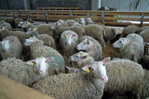 O rabaño é de raza Inra 401