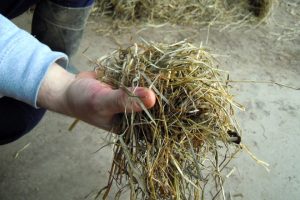 Silo de herba, cunha moi baixa porcentaxe de humidade