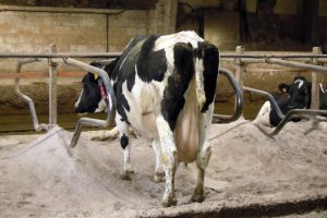 Baldomero Aneta Alan, la abuela de la granja con 10 partos y más de 130.000 litros producidos