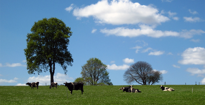 CIAM vacas pastoreo2