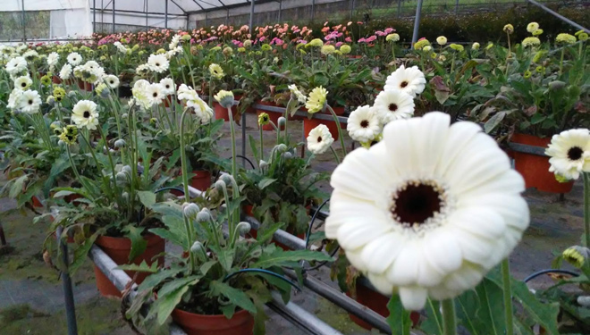 Gerveras-planta-flor-cortada-Viveiros-Pamiplant-