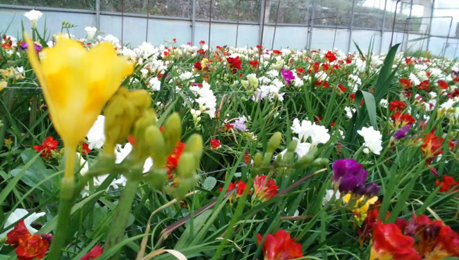 Planta-cortada-pamiplant-