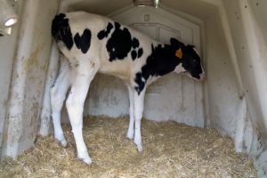 Tras 15 días en boxes las terneras son enviadas al Rancho Las Nieves de Zaragoza