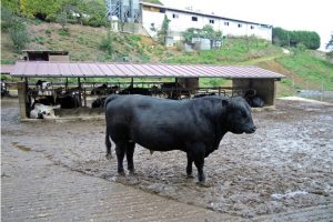 Han introducido animales de raza angus en 30 las hectáreas de pastos no cultivables que poseen