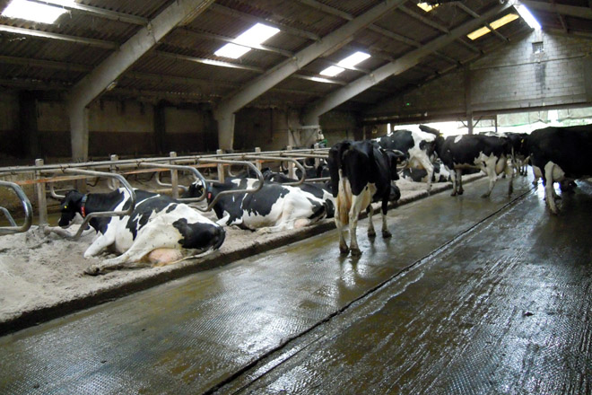 El establo principal fue construido en 1993 pero ha sido reformado en busca de mayor confort para las vacas