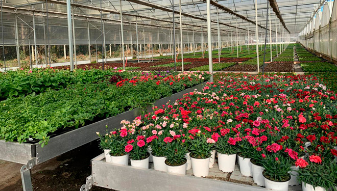 planta-de-temporada-viveiros-Galicia--Crise-Coronavirus-