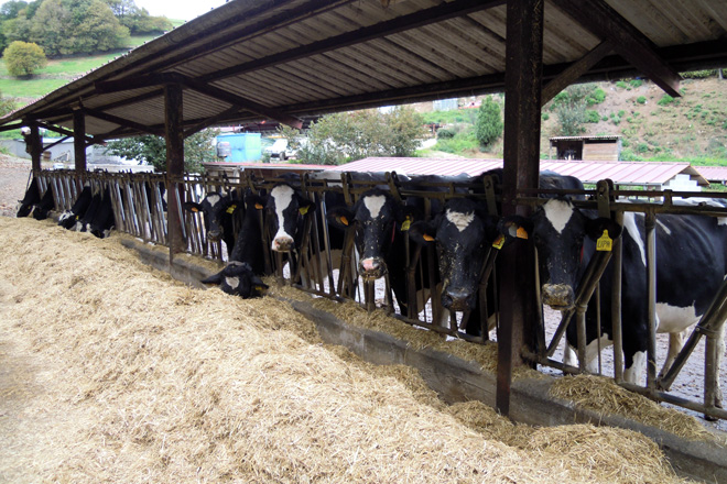 Instalaciones para las vacas secas, donde son alimentadas con silo de hierba, paja, avena y pienso de preparto