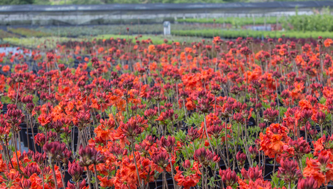 Azaleas-Baixo-Minho-