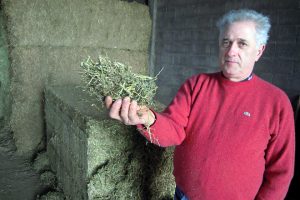 Manuel amosa a alfalfa que inclúen na ración