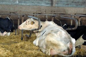 Gala, unha das mellores vacas da gandeiría