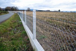Unha das fincas pechadas para o xabarín onde botan o millo