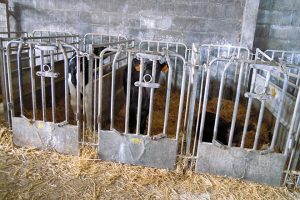 Dan leite de vaca ás becerras e destétanas aos 3 meses