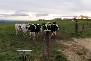As xovencas e as vacas secas saen ao pasto