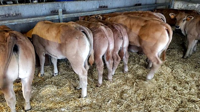 Xatos marcados de Ternera Gallega no cebadeiro Melenas SC en Mazaricos