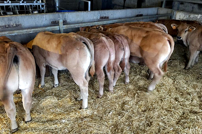 Xatos marcados de Ternera Gallega no cebadeiro Melenas SC en Mazaricos
