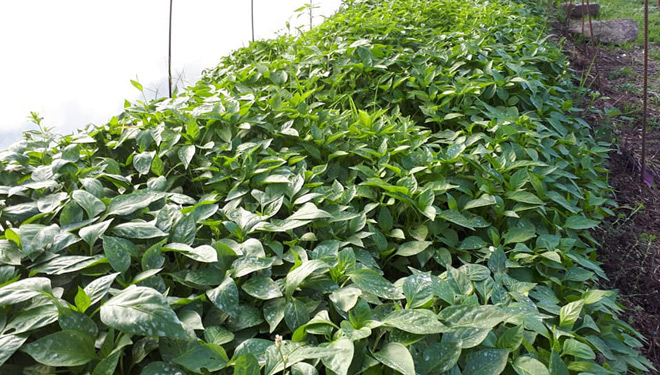 Planta-pemento-Ponteareas-