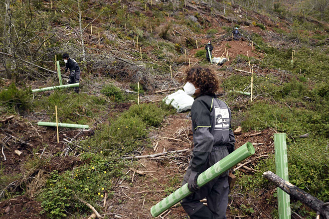 Labores de plantación llevadas a cabo estos días en O Courel