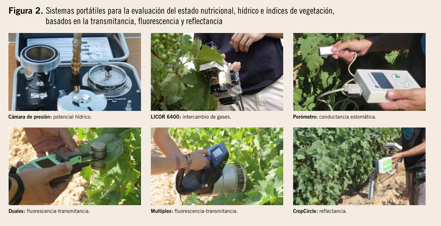 RIOJA NUTRICIONALES VIÑEDO 3