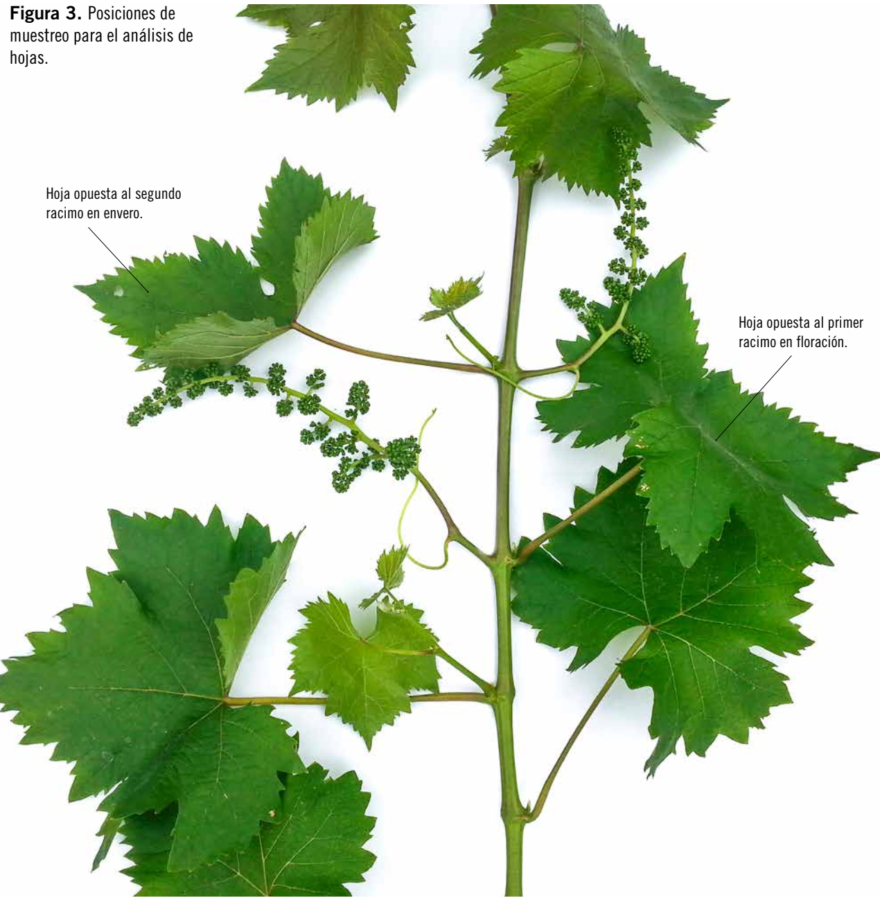 RIOJA NUTRICIONALES VIÑEDO 4