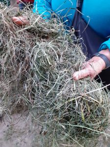 Herba seca que almacenan para alimentar o gando no inverno