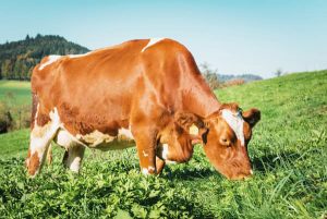 A maioría das gandarías empregan o pastoreo como sistema principal de alimentación do gando