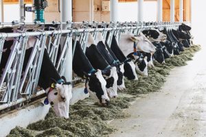 O 90% da ración é producida no país
