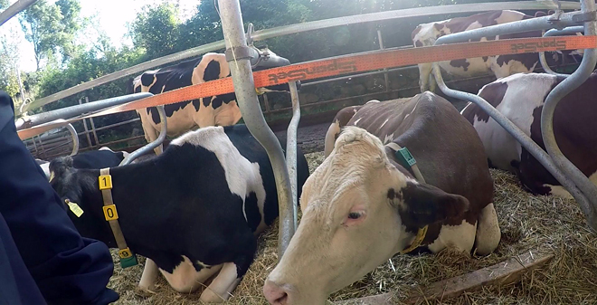 Instalación para as vacas secas