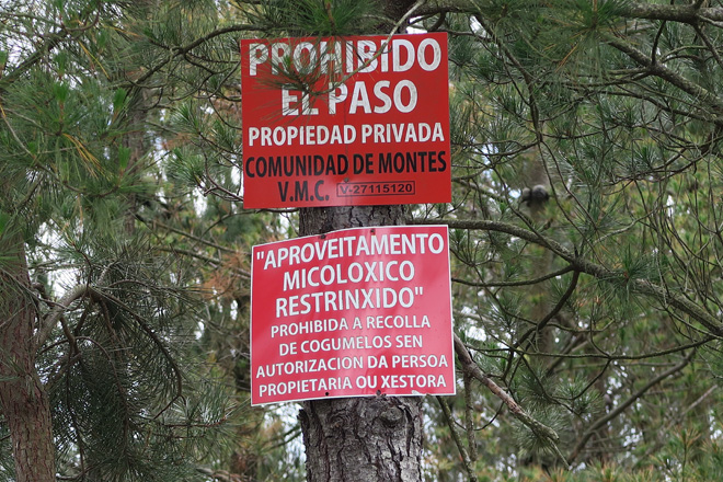 cogumelos setas cartel aproveitamento micoloxico